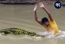 crocodile