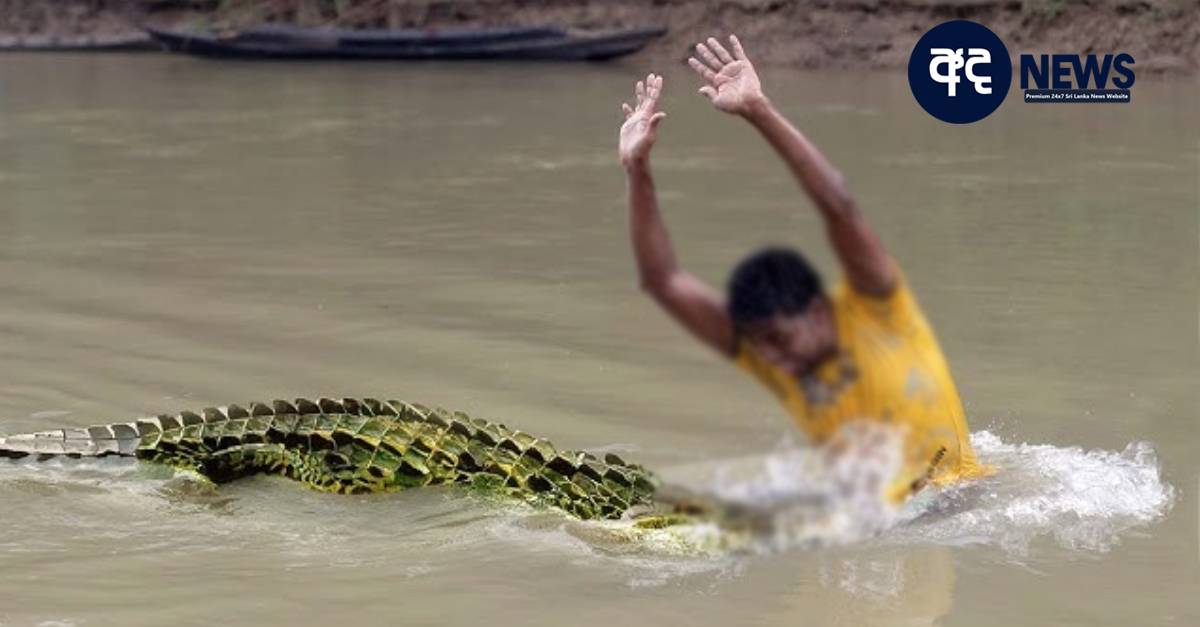 crocodile